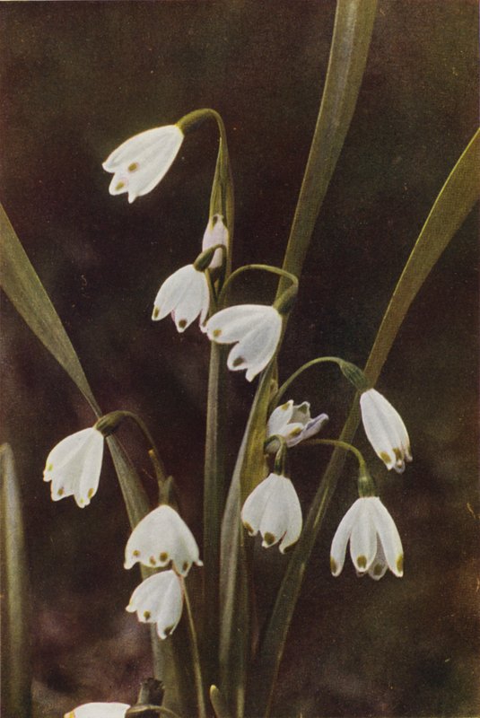 Wildblumen: Schneeglöckchen von Charles Essenhigh Corke