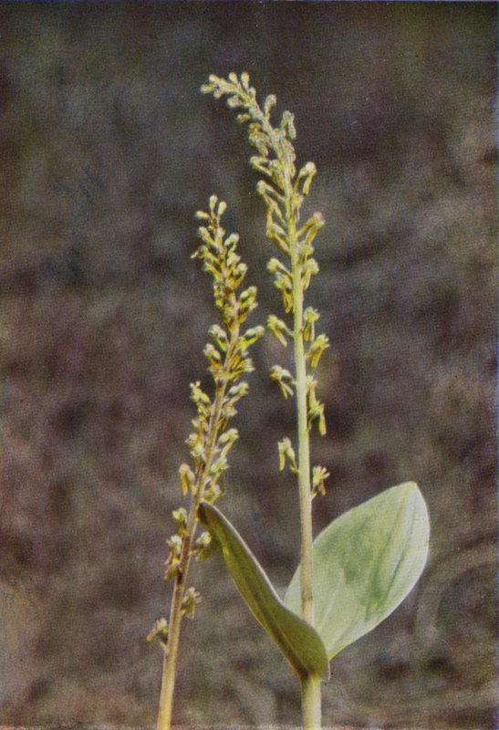 Wildblumen: Zweiblatt von Charles Essenhigh Corke