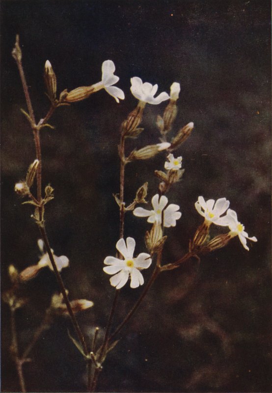 Wildblumen: Weiße Lichtnelke von Charles Essenhigh Corke