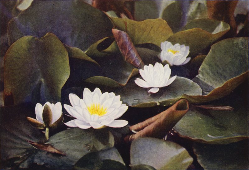 Wildblumen: Weiße Seerose von Charles Essenhigh Corke