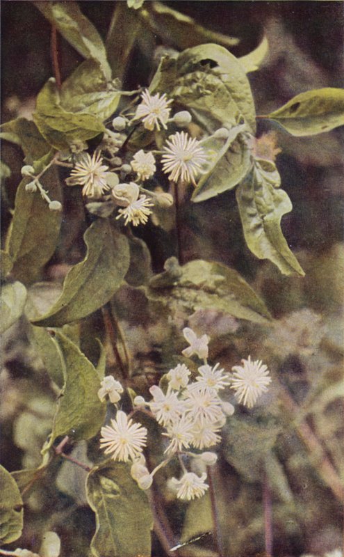 Wildblumen: Waldrebe von Charles Essenhigh Corke