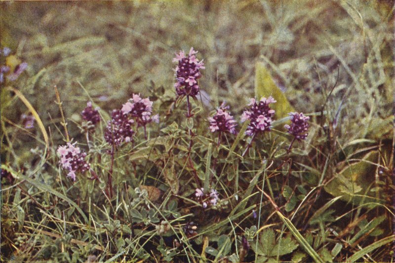 Wildblumen: Wilder Thymian von Charles Essenhigh Corke