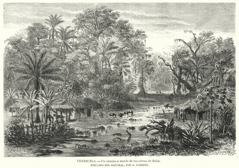 Pfad durch den Dschungel von Zulia, Venezuela von Christian Anton Goering