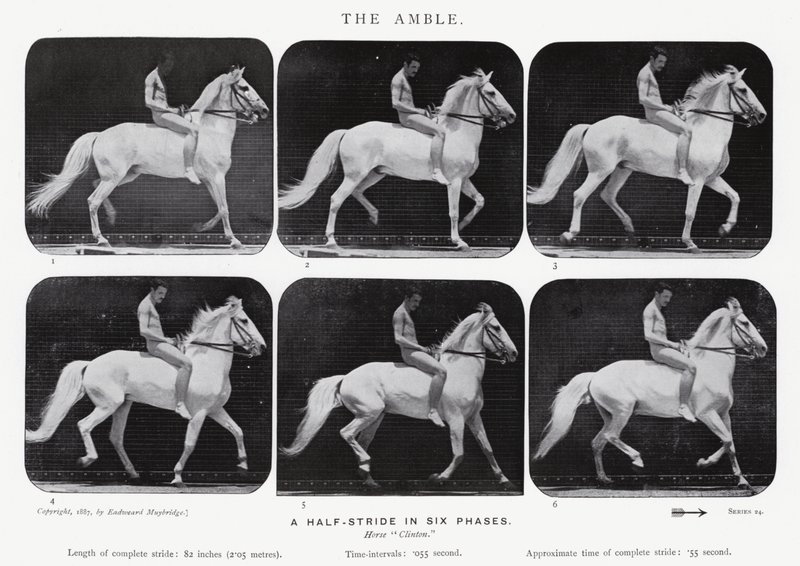 Eadweard Muybridge: Der Schritt von Eadweard Muybridge