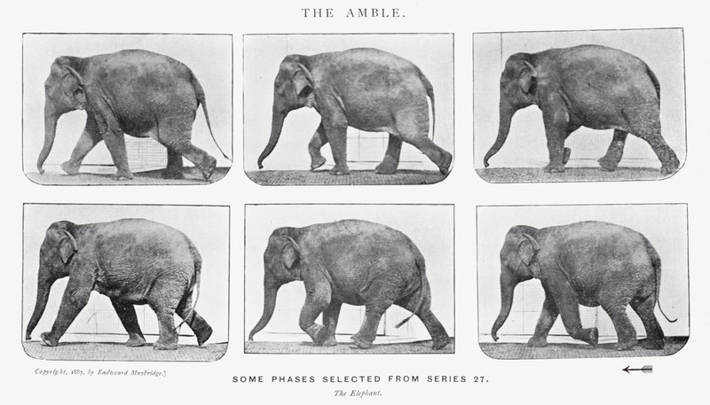 Eadweard Muybridge: Der Schritt von Eadweard Muybridge
