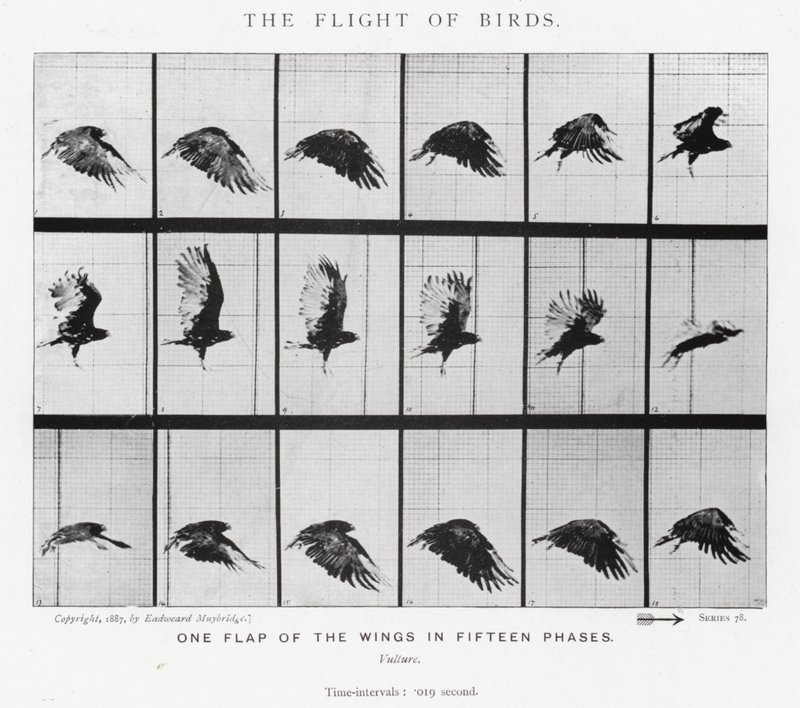 Eadweard Muybridge: Der Flug der Vögel von Eadweard Muybridge