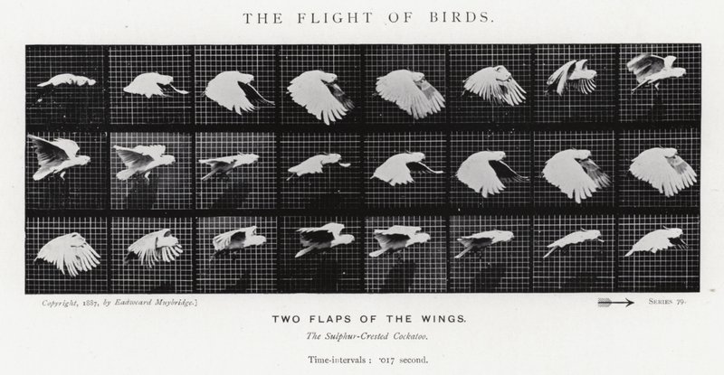 Der Flug der Vögel von Eadweard Muybridge