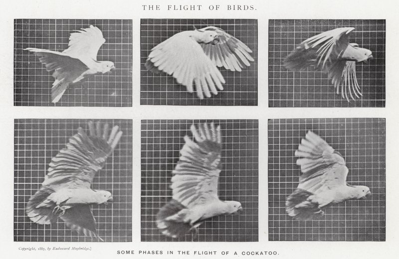 Eadweard Muybridge: Der Flug der Vögel (s/w Foto) von Eadweard Muybridge