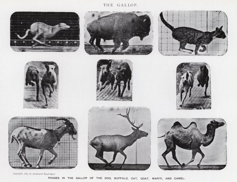 Eadweard Muybridge: Der Galopp (s/w Foto) von Eadweard Muybridge