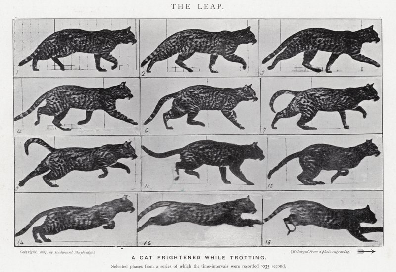 Eadweard Muybridge: Der Sprung (s/w Foto) von Eadweard Muybridge