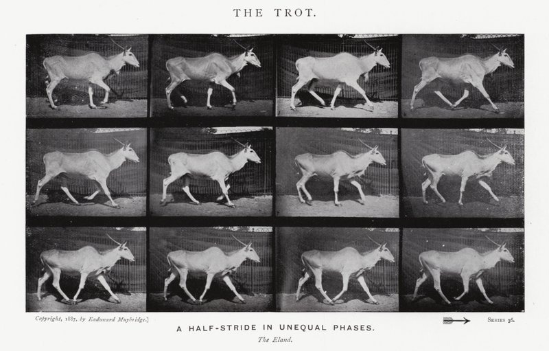 Eadweard Muybridge: Der Trab von Eadweard Muybridge
