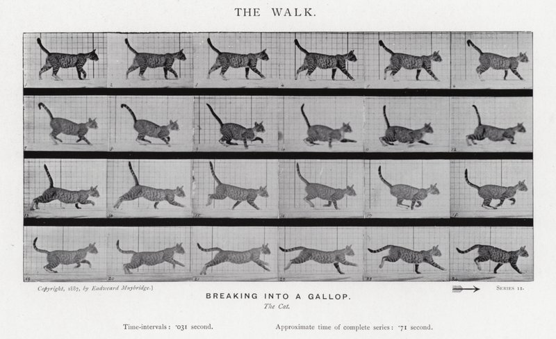 Eadweard Muybridge: Der Gang von Eadweard Muybridge