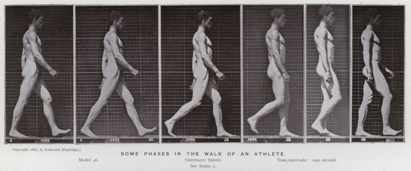 Die menschliche Figur in Bewegung: Einige Phasen im Gehen eines Athleten von Eadweard Muybridge