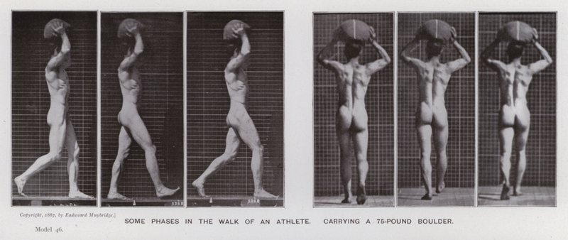 Die menschliche Figur in Bewegung: Einige Phasen im Gehen eines Athleten, der einen 75-Pfund-Brocken trägt von Eadweard Muybridge