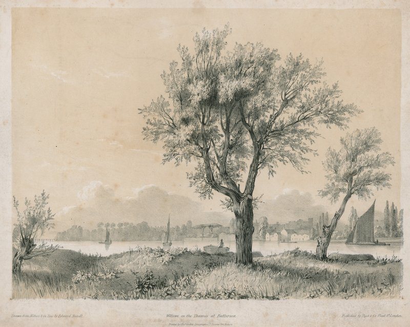 Weiden an der Themse bei Battersea von Edward Hassell