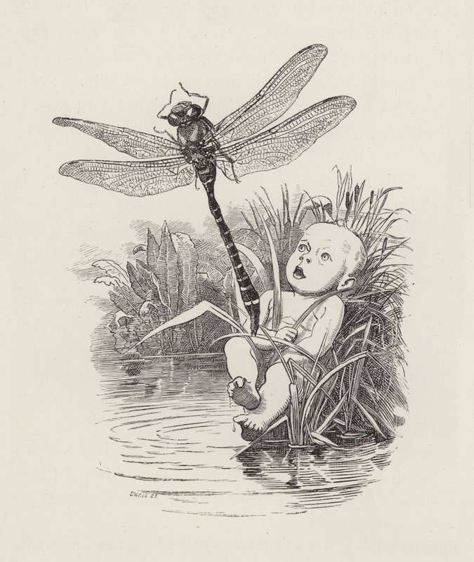Illustration für Die Wasserkinder von Charles Kingsley von Edward Linley (after) Sambourne