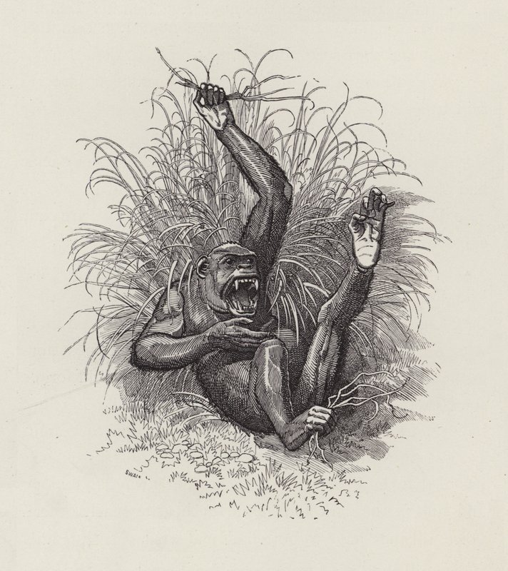 Illustration für Die Wasserkinder von Charles Kingsley von Edward Linley (after) Sambourne