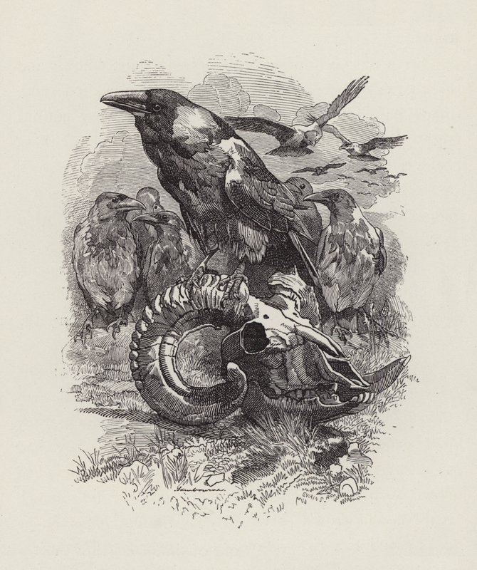 Illustration für Die Wasserkinder von Charles Kingsley von Edward Linley (after) Sambourne