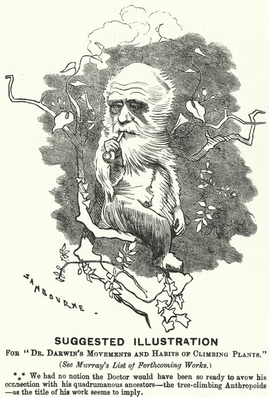 Punch-Karikatur: Vorgeschlagene Illustration für Dr. Darwins Bewegungen und Gewohnheiten von Kletterpflanzen von Edward Linley (after) Sambourne