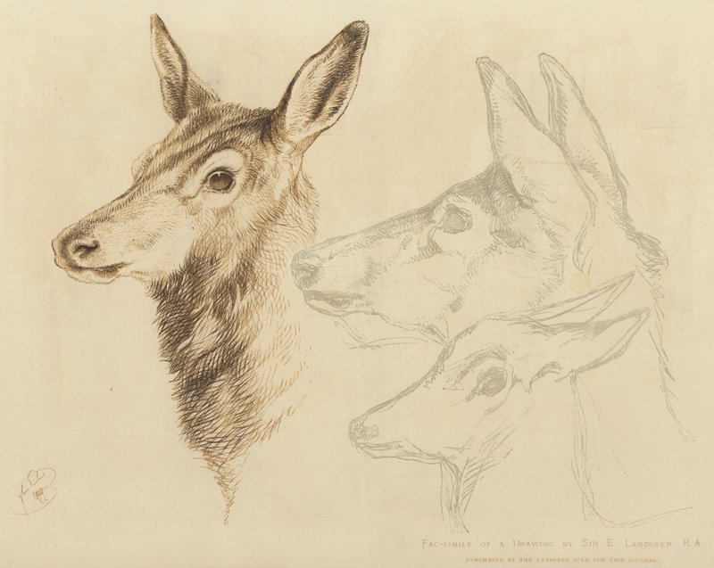 Faksimile einer Zeichnung von Sir E. Landseer, RA von Edwin Landseer