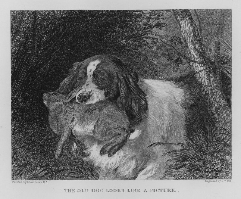 Der alte Hund sieht aus wie ein Bild von Edwin (after) Landseer