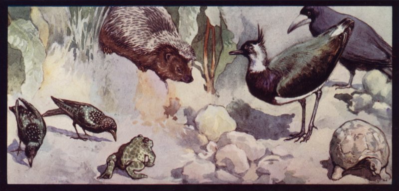 Feinde des Wurms und der Schnecke von Edwin Noble