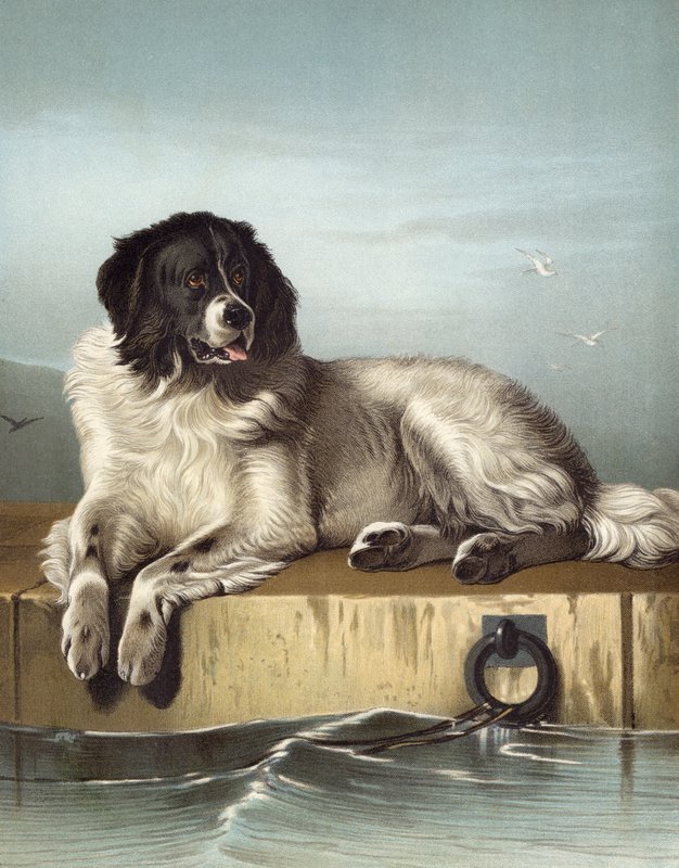Ein herausragendes Mitglied der Humane Society von Edwin after Landseer