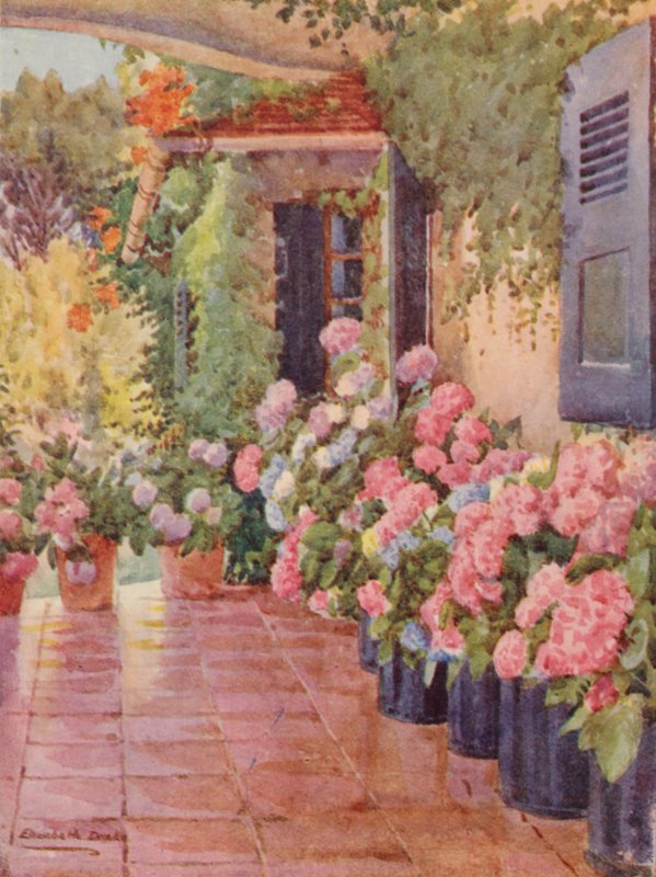 Hortensien auf der Veranda, Paradies, Claremont von Elizabeth Drake