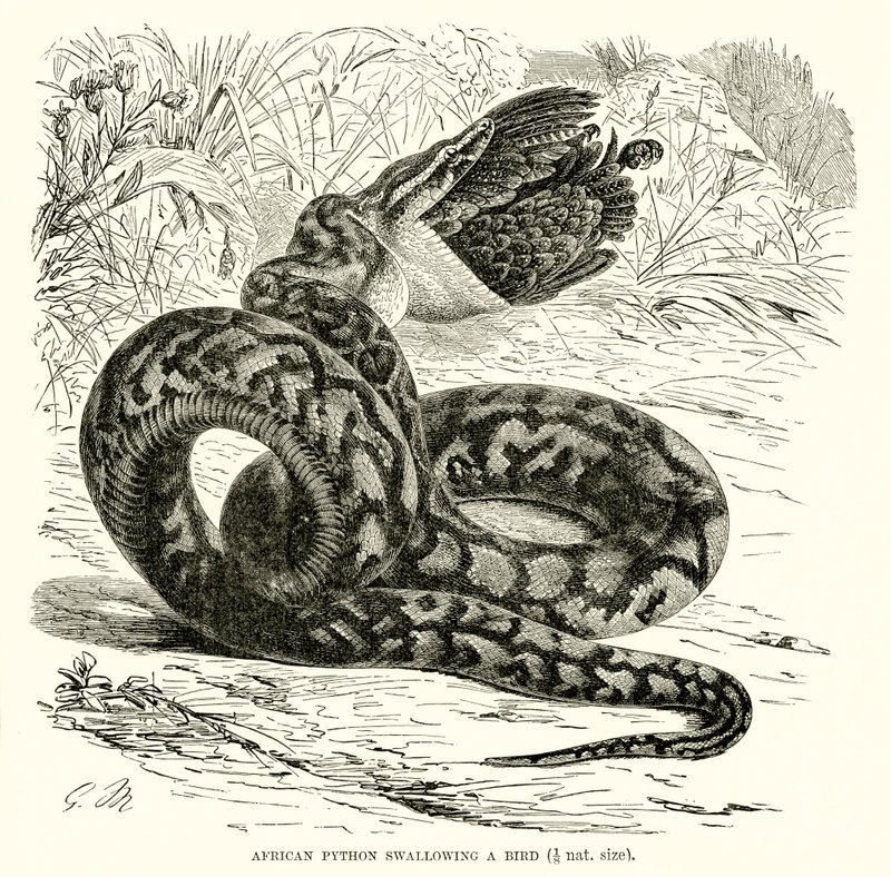Afrikanischer Python, der einen Vogel verschlingt von English School