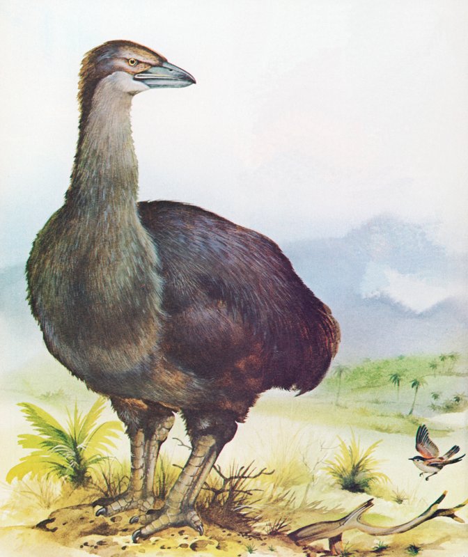 Elefantenvogel von Madagaskar von English School