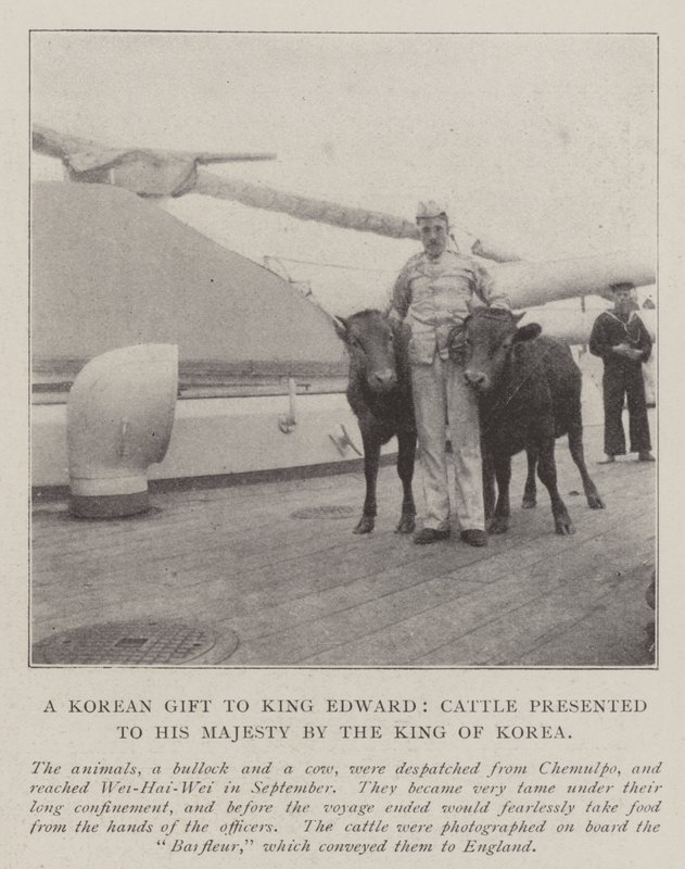 Ein koreanisches Geschenk an König Edward, Rinder, die Seiner Majestät vom König von Korea überreicht wurden von English Photographer