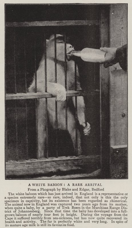 Ein weißer Pavian, eine seltene Ankunft von English Photographer
