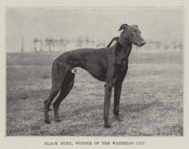 Black Fury, Gewinner des Waterloo Cups von English Photographer