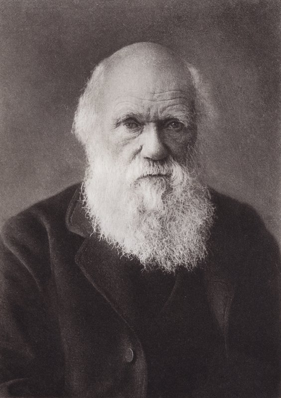 Charles Darwin, Porträt, ca. 1880 von English Photographer