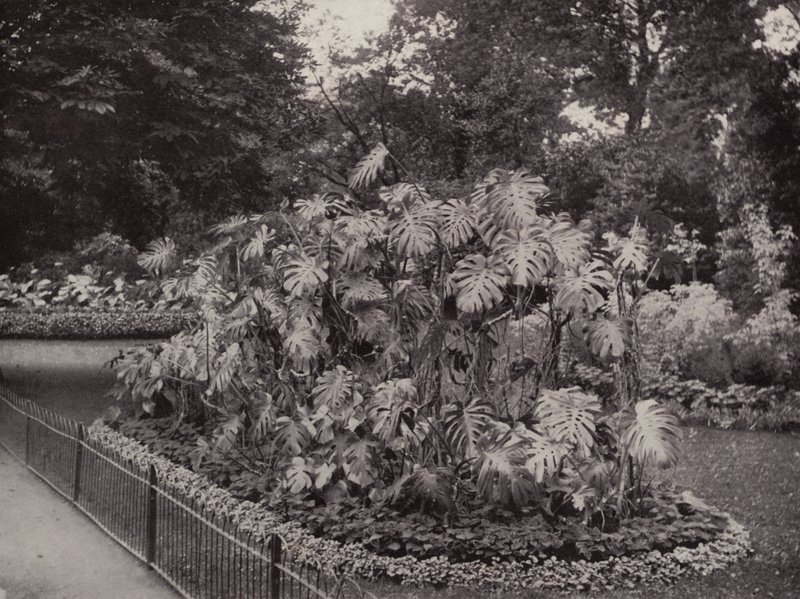 Monstera Deliciosa im Battersea Park von English Photographer