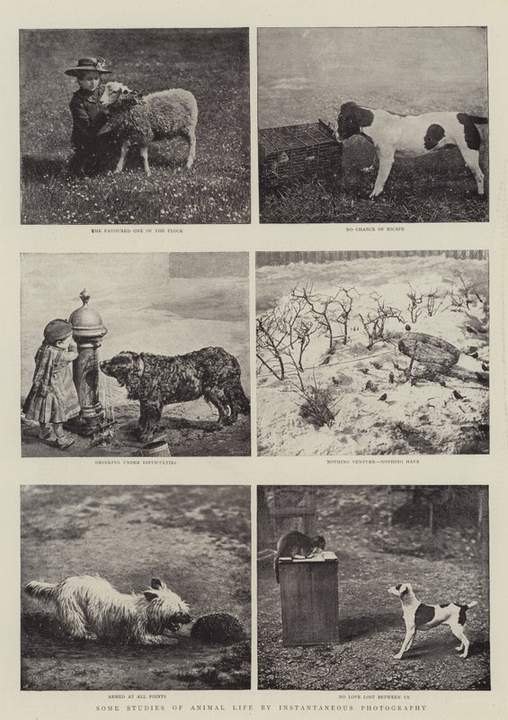 Einige Studien des Tierlebens durch Momentaufnahmen von English Photographer
