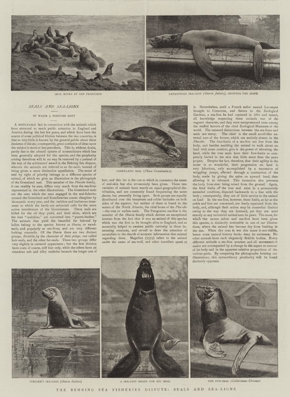 Der Behringsee-Fischereistreit, Robben und Seelöwen von English Photographer
