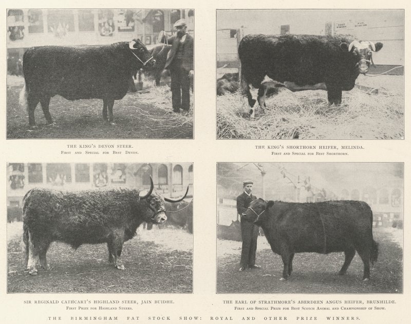 Die Birmingham Fat Stock Show, königliche und andere Preisträger von English Photographer