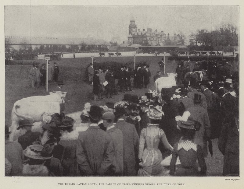 Die Dubliner Viehschau, die Parade der Preisträger vor dem Herzog von York von English Photographer
