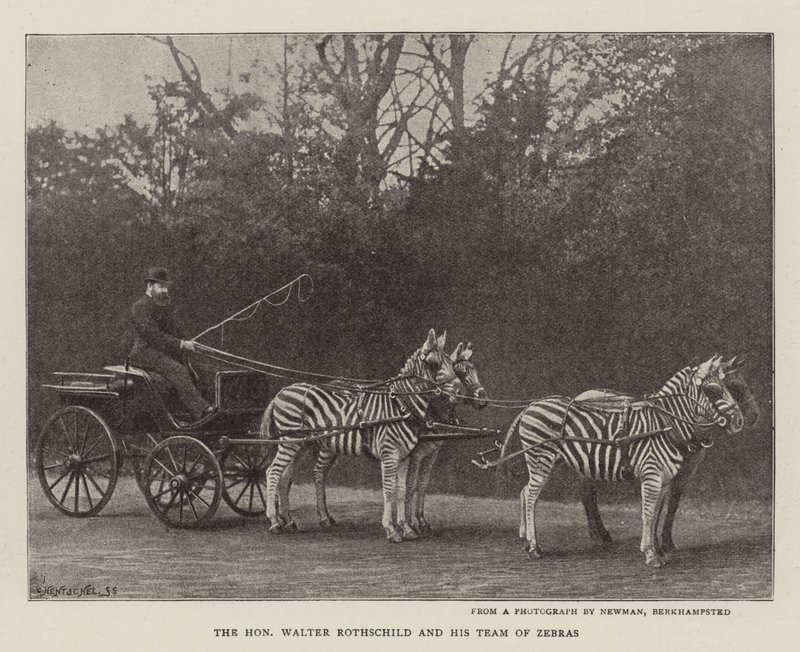 Der ehrenwerte Walter Rothschild und sein Zebrateam von English Photographer