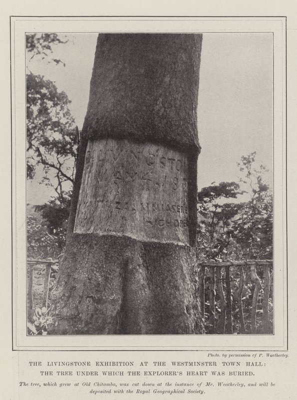 Die Livingstone-Ausstellung im Westminster Town Hall, der Baum, unter dem das Herz des Entdeckers begraben wurde von English Photographer