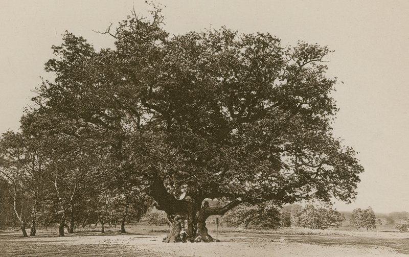 Die Major Oak, Sherwood Forest von English Photographer
