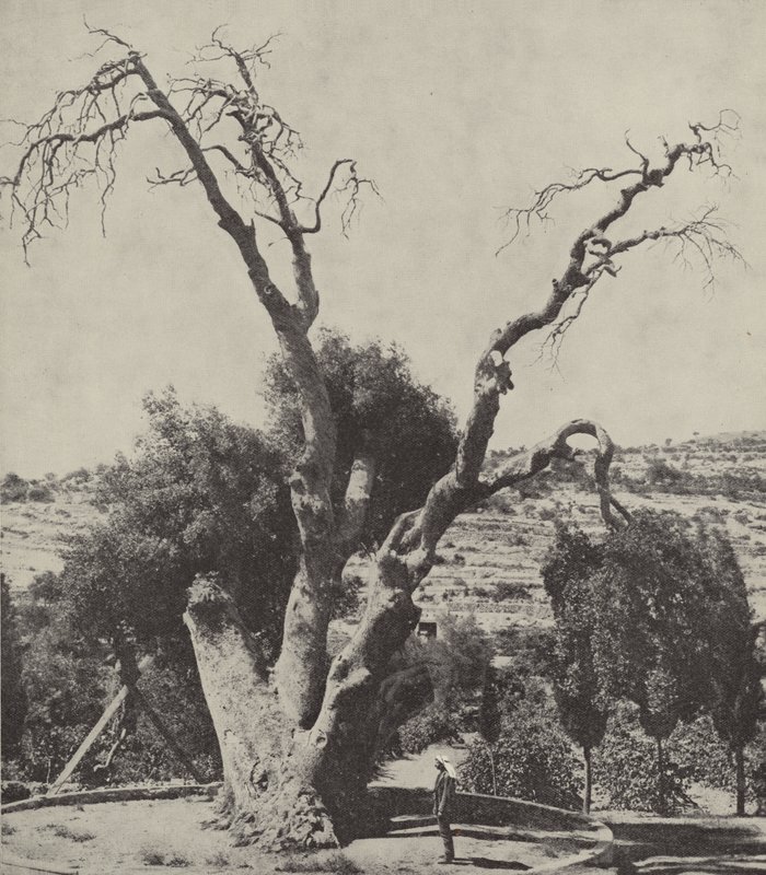 Die Eiche von Mamre; Abrahams Eiche, wo Abraham sein Zelt aufschlug und einen Altar baute von English Photographer