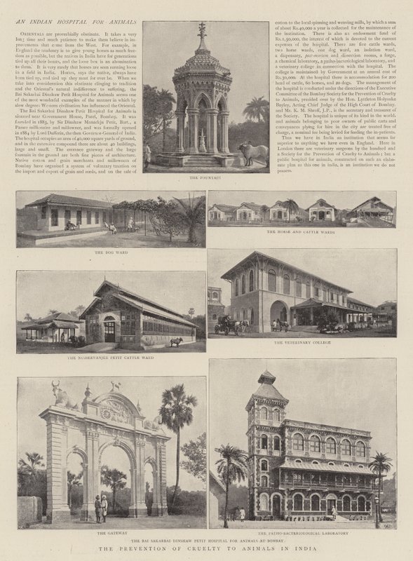 Die Verhinderung von Tierquälerei in Indien von English Photographer