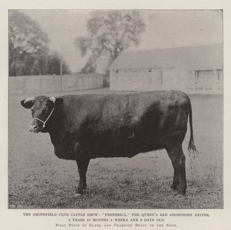 Die Smithfield Club Viehschau, Frederica, die rote Shorthorn-Färse der Königin, 2 Jahre 10 Monate 2 Wochen und 3 Tage alt von English Photographer