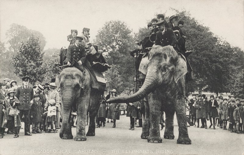 Die Elefanten des Londoner Zoos im Regent