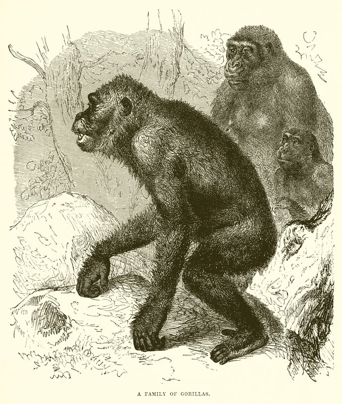 Eine Familie von Gorillas von English School