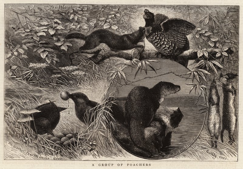 Eine Gruppe von Wilderern (Gravur) von English School