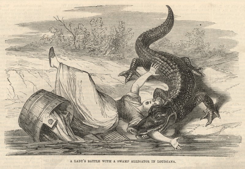 Der Kampf einer Dame mit einem Sumpfalligator in Louisiana von English School