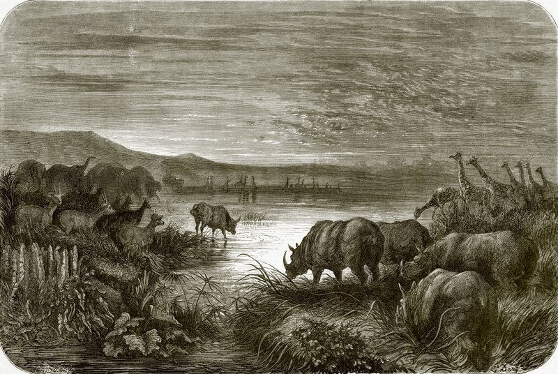 Ein Teich in Afrika bei Nacht von English School